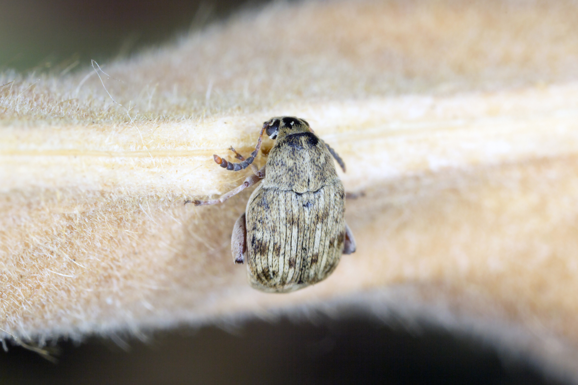 Bohnenkäfer, Acanthoscelides obtectus, 500 ml Zuchtansatz